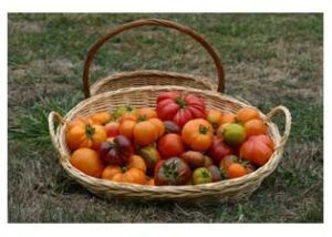 Freshly picked heirloom tomatoes from the area around Dundee Bistro.