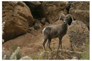 bighornsheep Photo: Big Horn Sheep, Courtesy of Ouzel Outfitters