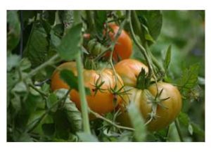 Tomatos on the vine.
