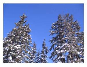 ski-trees Photo by Andrea Hartman