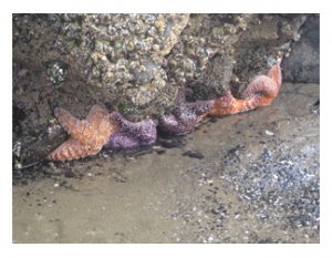 Starfish at the beach