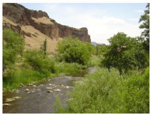 Succor Creek Oasis