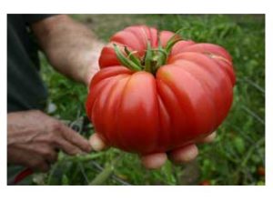 A fresh, heirloom tomato from the area around Dundee Bistro
