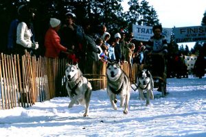 dog_races Mushing in Central Oregon