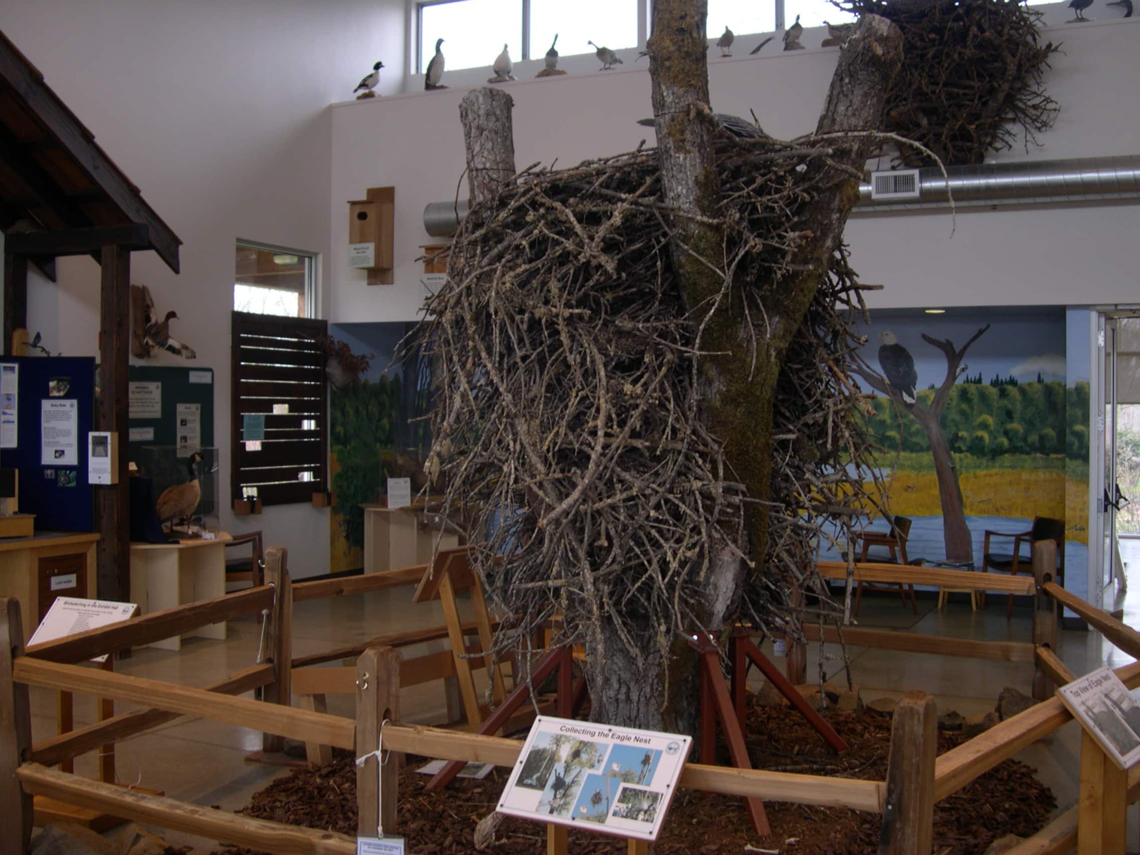 Bald Eagles In Oregon – Back From The Brink | Travel Oregon