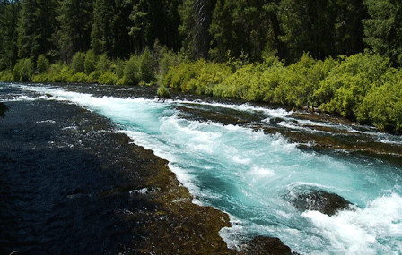 A river flows swiftly through a dense forest, with clear blue water contrasting against the dark, forested banks and lush green bushes under a bright sky.