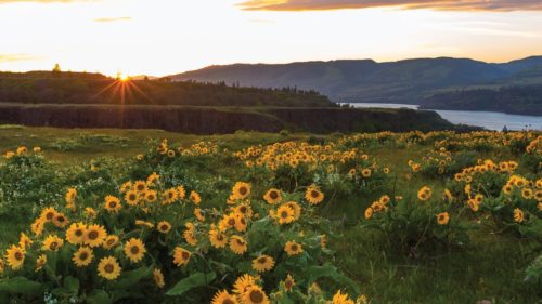 Yellow wildflowers are abundant in the spring, but they look extra nice at sunset.