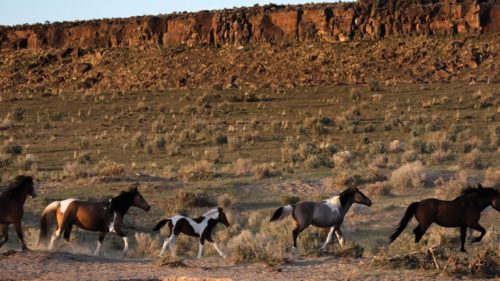 Wild Kiger mustangs gallop across a desert landscape.
