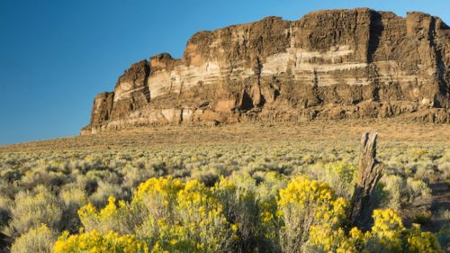 Desert flowers bloom with the famous Fort Rock in the background.