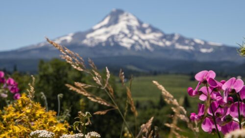 purple and yellow flowers in foreground of Mt Hood