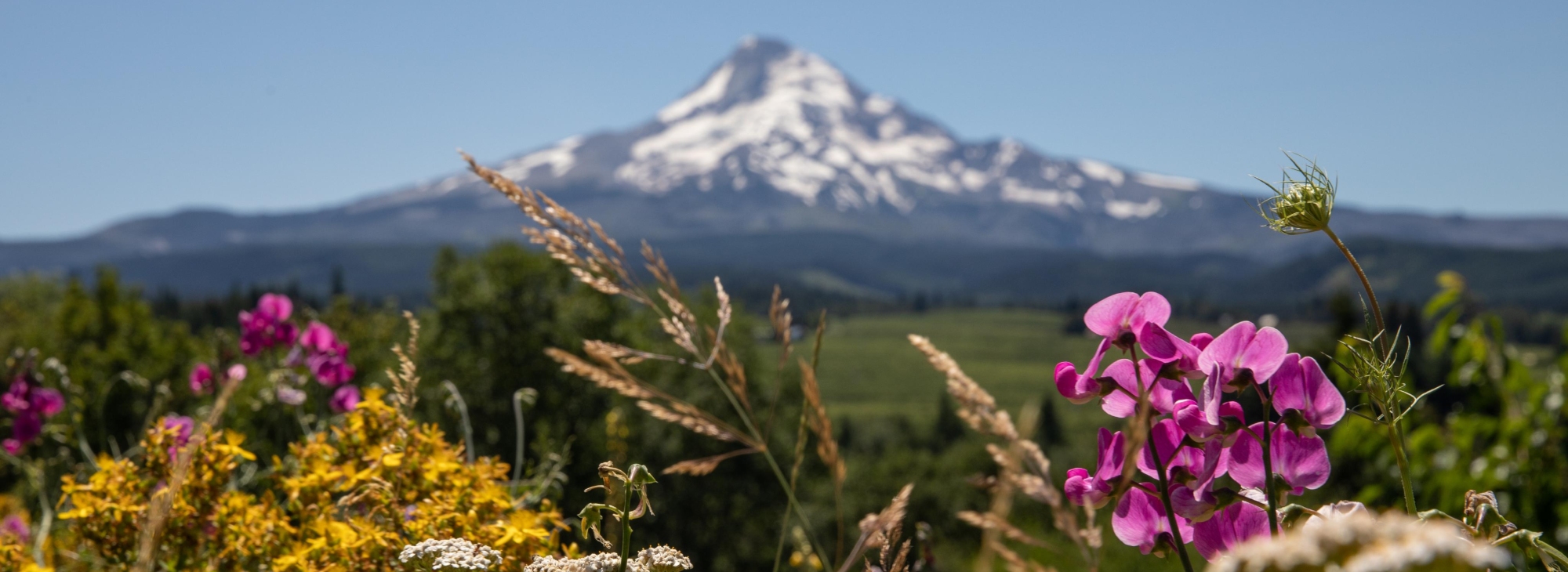 Spring in Bloom - Travel Oregon