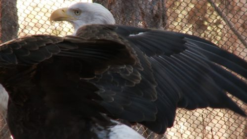 From birds of prey, such as hawks and eagles, to river otters and porcupines, this is a place where you can see and learn about the arid intermountain West