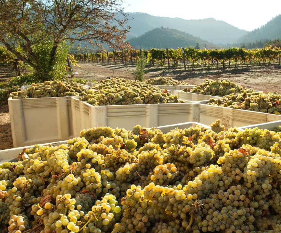 The New Wine Pioneers Travel Oregon