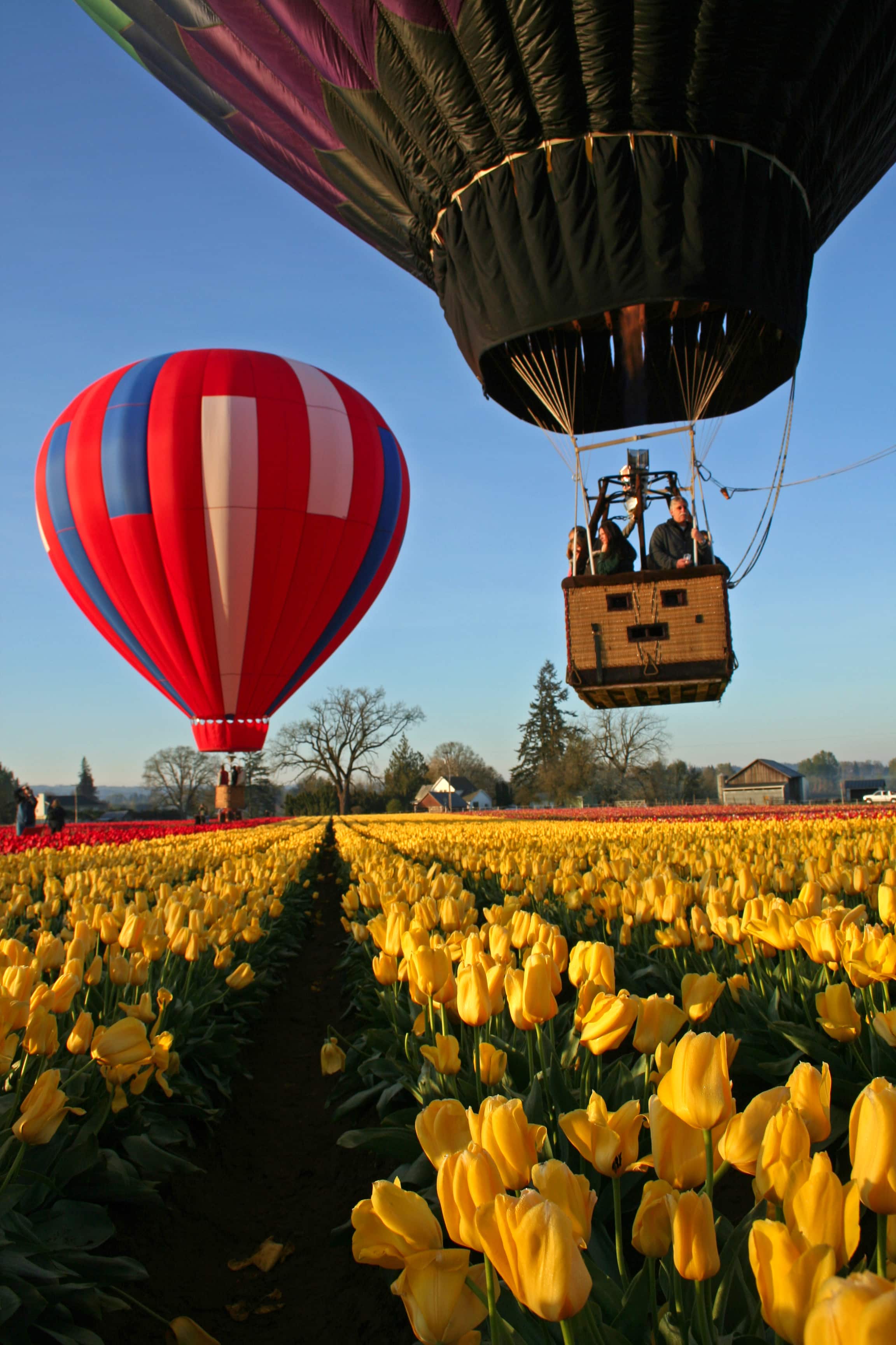 During the spring months, plan a visit to the rows of blooms at the Wooden Shoe Tulip Farm.