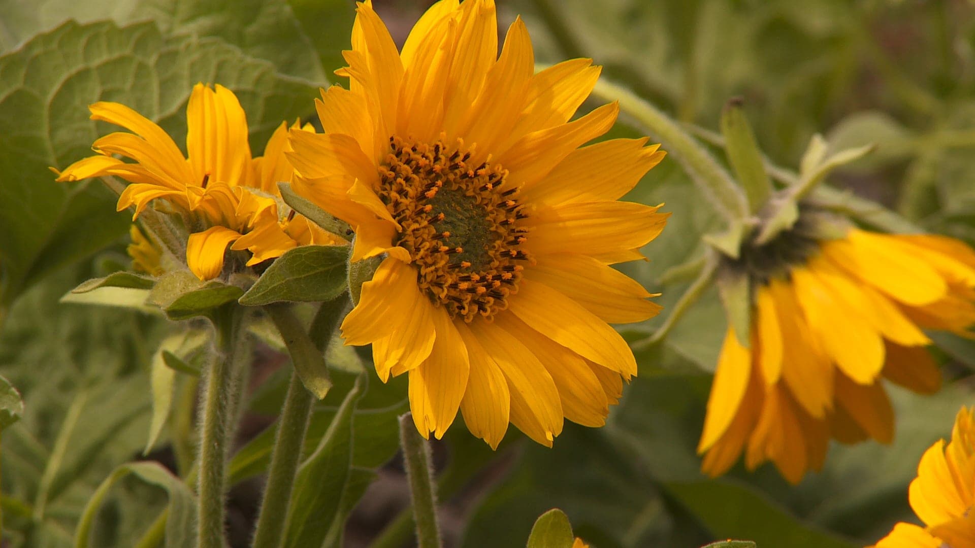 Bright yellow sunflowers bloom, showcasing wide petals and green centers, surrounded by lush green leaves in a garden setting.