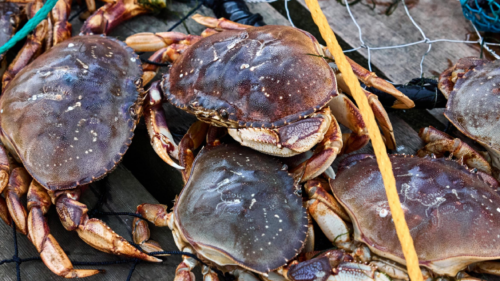 Close up of crabs in a crab ring on a dock on the Oregon Coast.