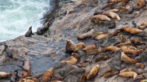 Sea Lion Caves north of Florence is one of the most accessible and dependable areas for spotting sea lions on the Oregon Coast.