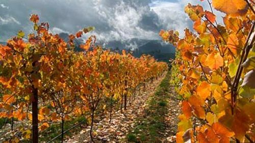 The grape vines of Brandborg Winery display bright orange leaves in fall.