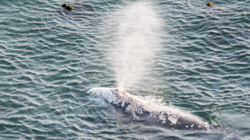 Watch for gray whales as they make their annual migration south during the winter months. Photo by R. K. Willis