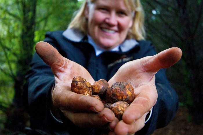 kris-truffles2_sm