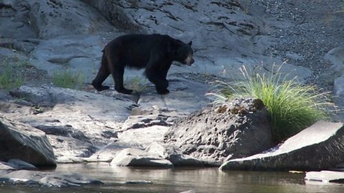 Watch the shoreline at dusk to try to spot an American black bear. (Photo credit: ARTA River Trips)