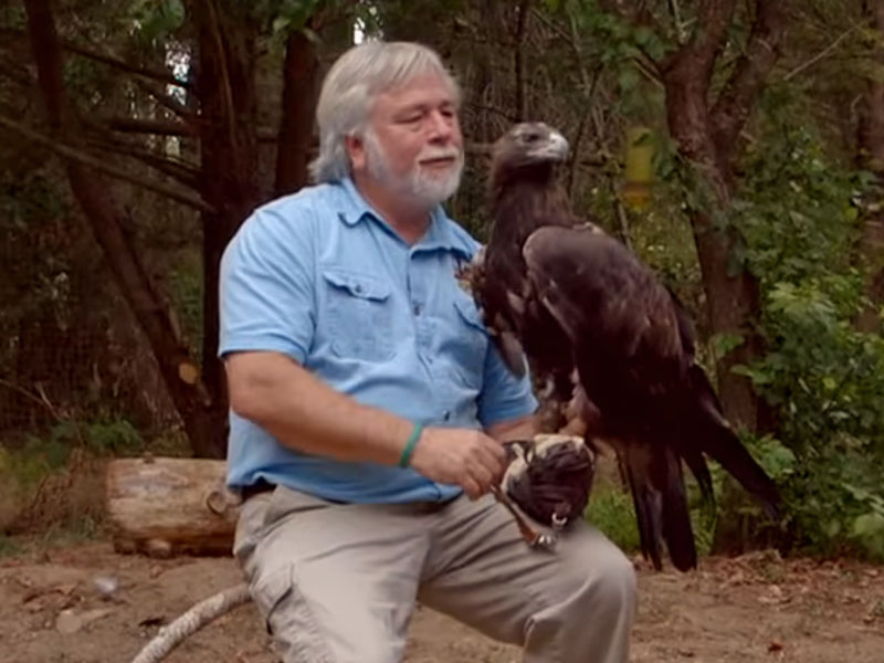 A man in a blue shirt sits outdoors, holding a large eagle on his gloved hand, surrounded by trees and a log on the ground.