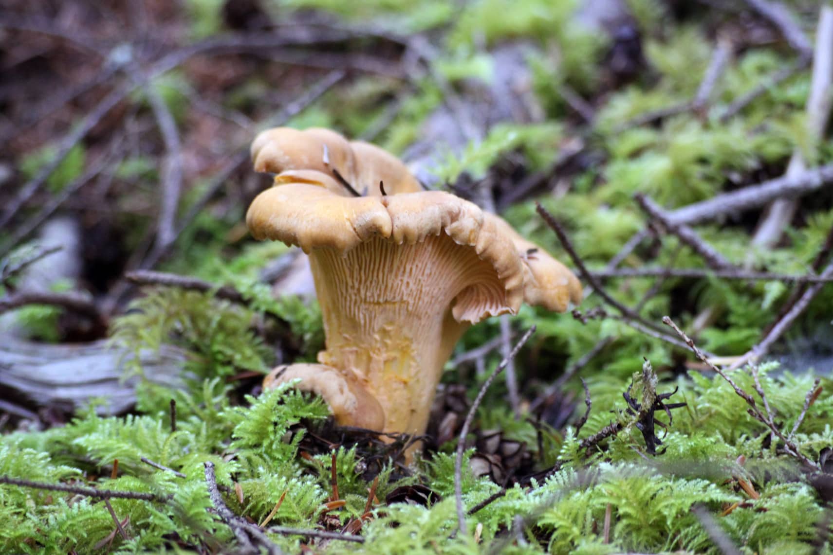 The Enchanting Chanterelle Travel Oregon