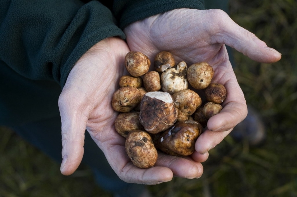 Oregon's Treasured Truffles Travel Oregon