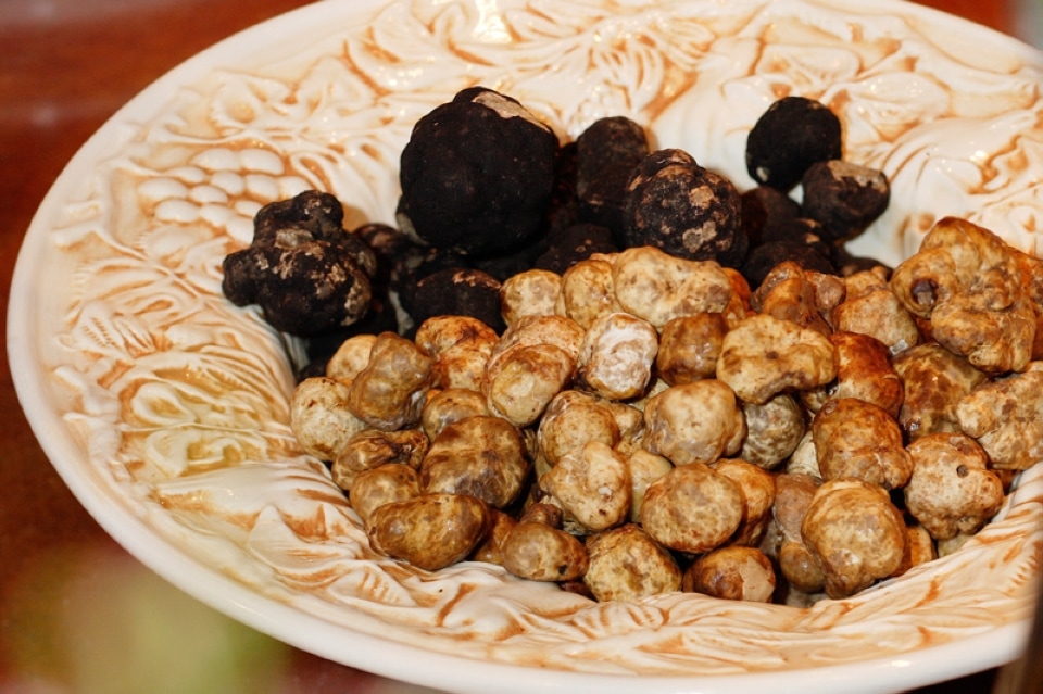 Oregon's Treasured Truffles Travel Oregon