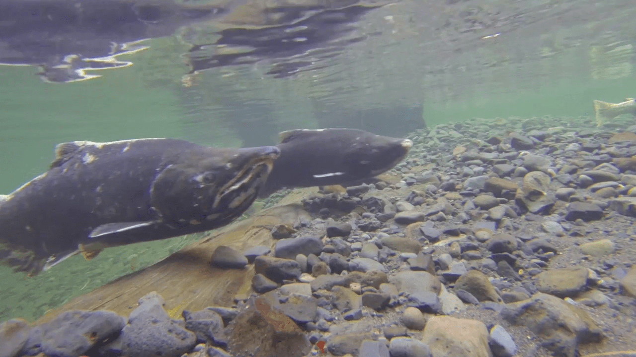 Two salmon swim near a rocky streambed. The water is clear, offering a view of pebbles and a submerged log. Light filters through from the surface above.