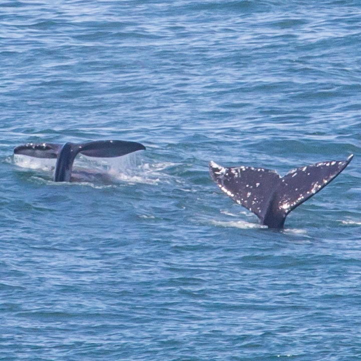 whale tales breach surface of oregon coast