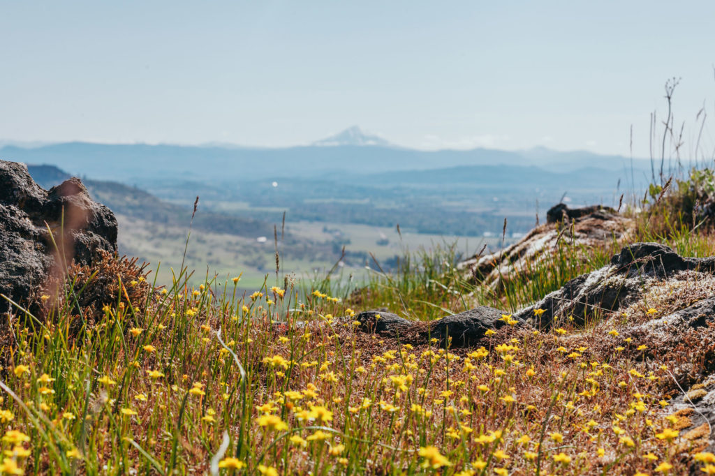 Oregon Wildflowers Wildflower Hikes in Oregon