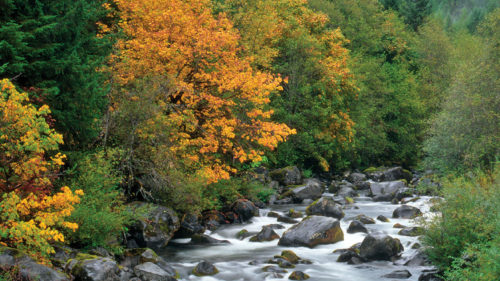 Middle Fork Willamette River by Steve Terrill