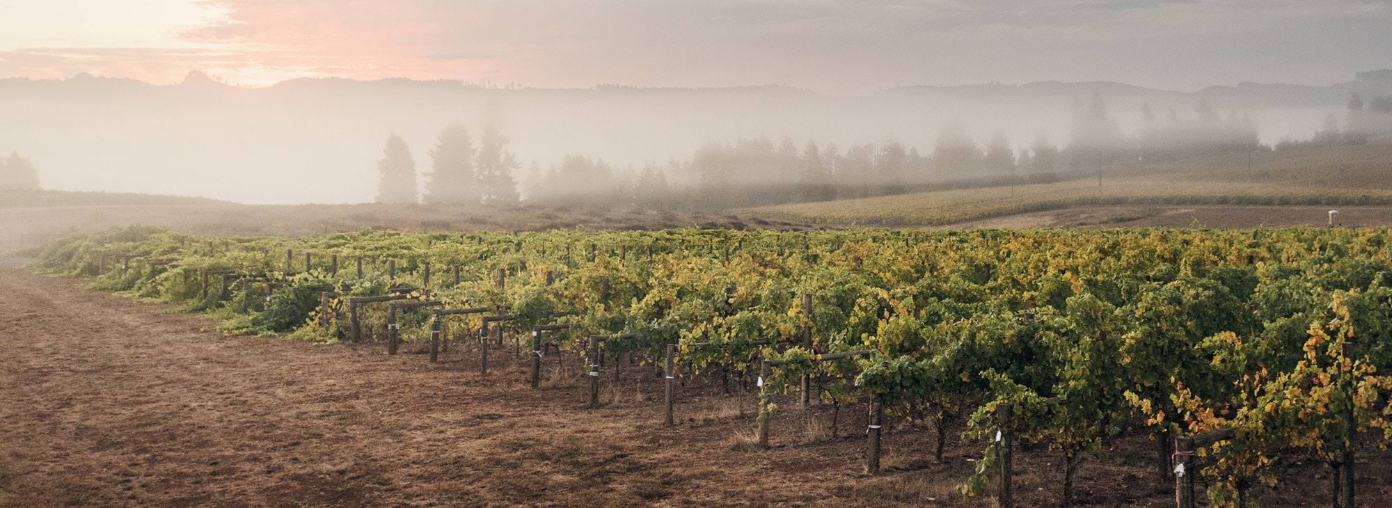 Green vines contrast with pink sunset.