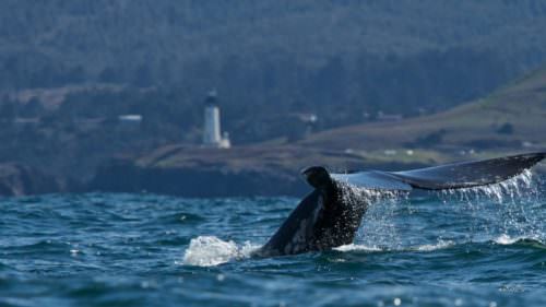 whale watching Oregon Coast