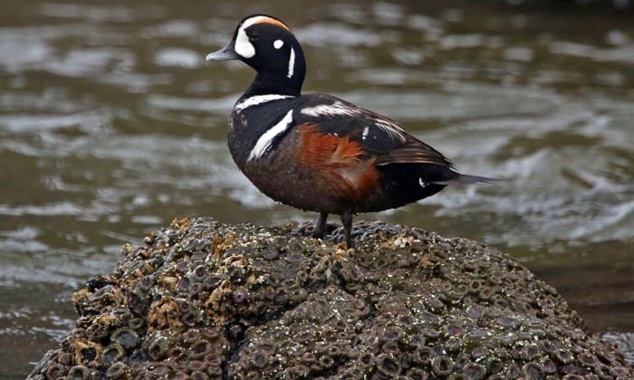 Harlequin duck stands on a coastal rock
