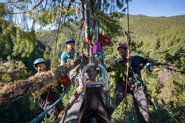 Climbers laughing in the treetops
