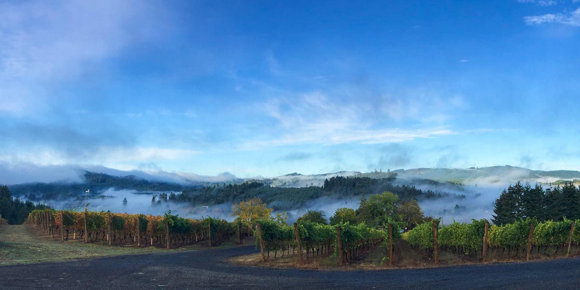 Where to Wine Around Junction City Travel Oregon
