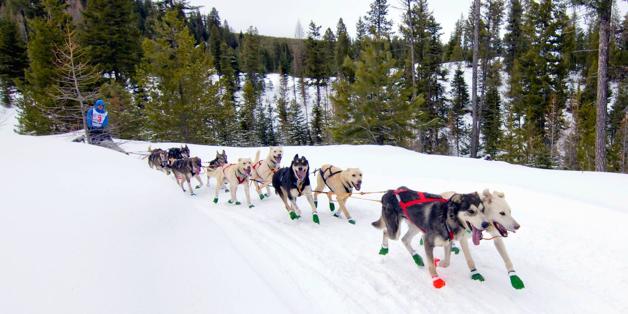 January 18 through 21, 2017, scores of mushers and hundreds of dogs will fill the streets of Joseph and Enterprise in preparation for three thrilling races.
