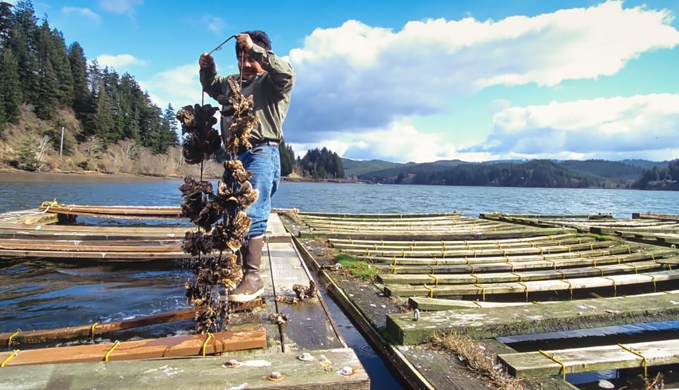 “Merroir”: Oregon's Distinct Oysters - Travel Oregon