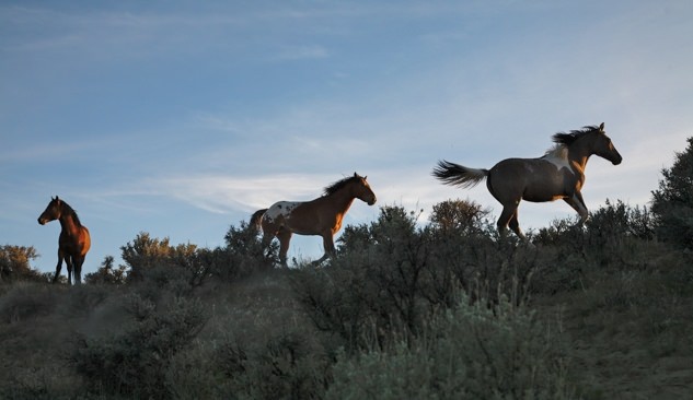 Silhouette of wild horses at the Steens Mountain