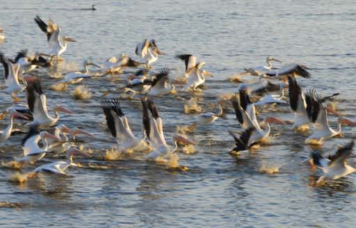Harney County is perhaps the most celebrated hub for birdwatching in Oregon, home to the annual Harney County Migratory Bird Festival, held each April. (Photo credit: Larry Andreasen)