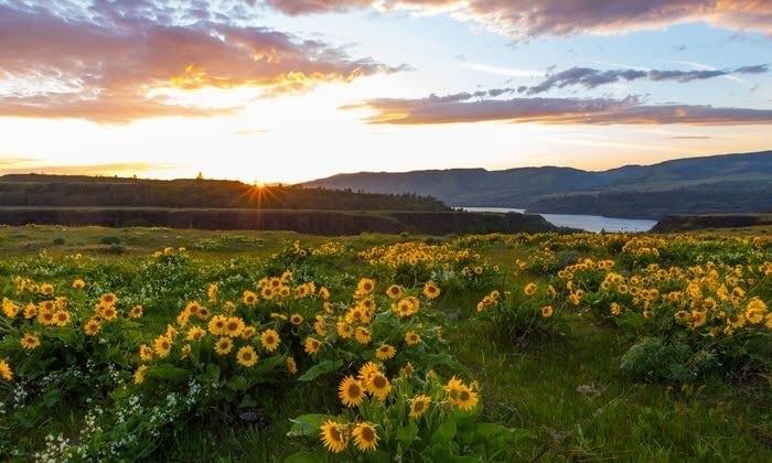 Spring Wildflowers of the Gorge - Travel Oregon