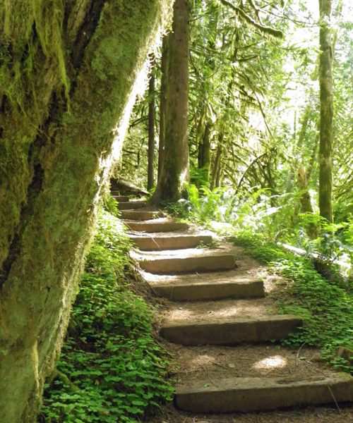 Stairs in a mossy forest