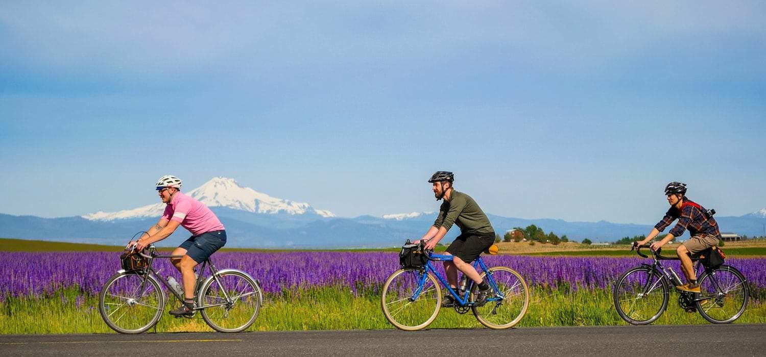 Riding by a field of lupine on Elbe Dr with a view of Mt. Jefferson in the distance.
