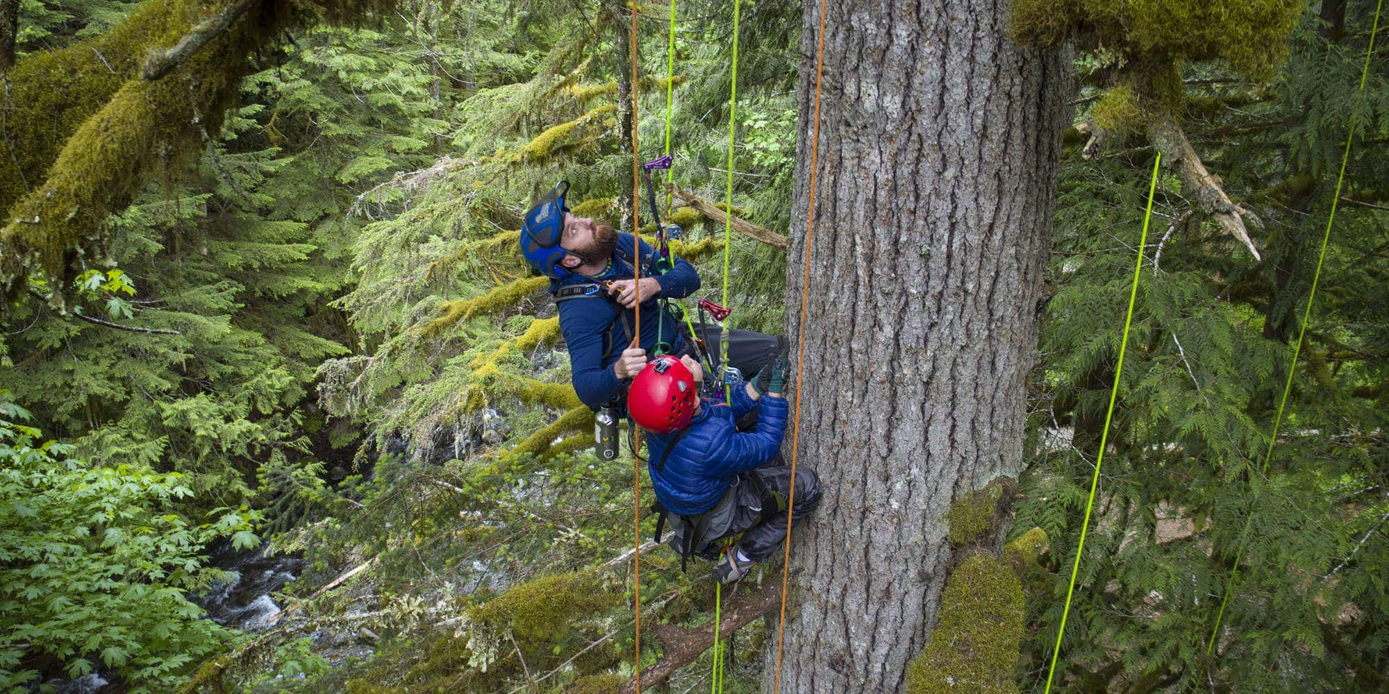 Boy and guide climb Douglas fir tree