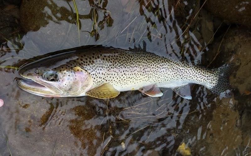 Sea run cutthroat trout in Clackmas River from Ris Bradshaw