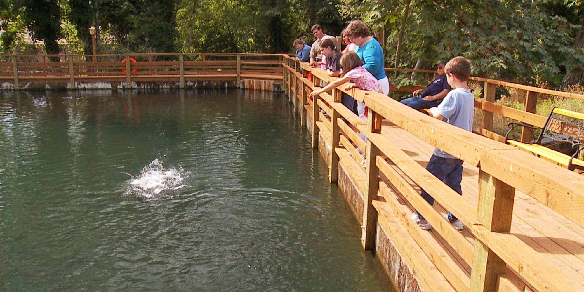 People lean over a wooden railing, observing the water below in a scenic, tree-lined pond area. Splashes disturb the water’s calm surface, suggesting recent activity or interaction.