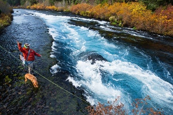 Man (with dog) fly fishing along the Metolius River amid autumn tree colors