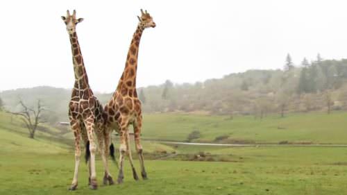 Two giraffes standing together in a field